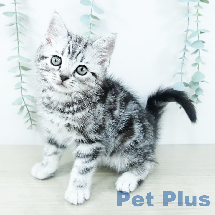 アメリカンショートヘアの写真2