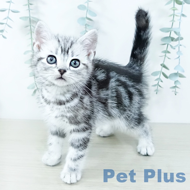 アメリカンショートヘア