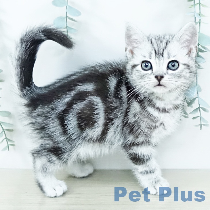 アメリカンショートヘアの写真2