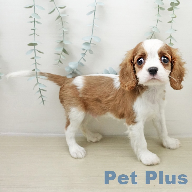 キャバリア・キングチャールズ・スパニエル