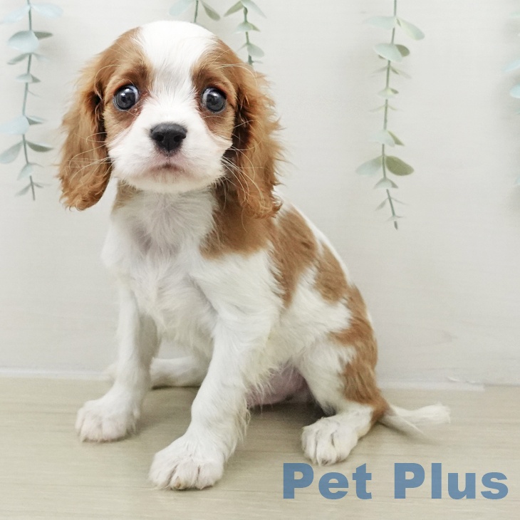 キャバリア・キングチャールズ・スパニエルの写真2
