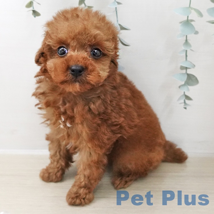 トイ・プードル