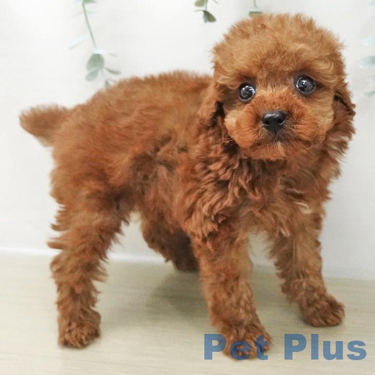 トイ・プードル