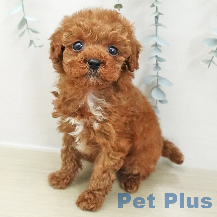 トイ・プードル