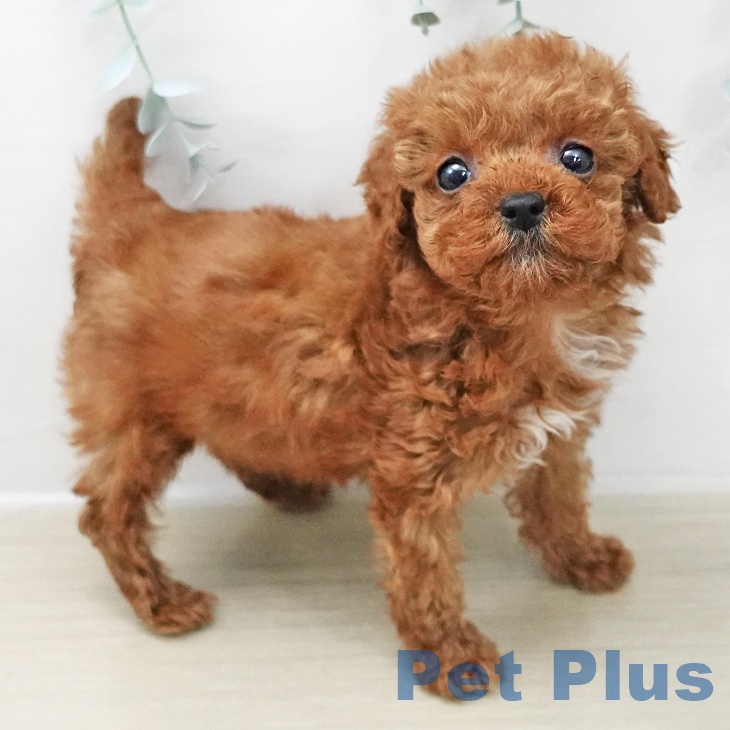 トイ・プードルの写真2