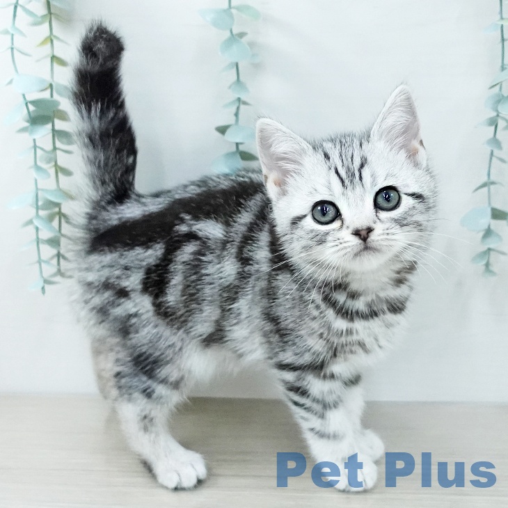 アメリカンショートヘア