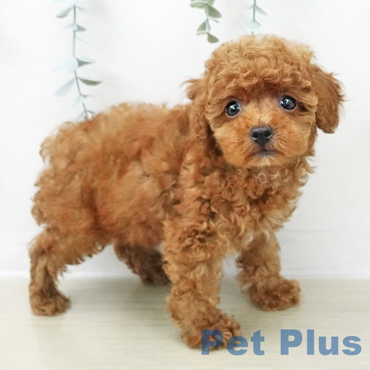 トイ・プードル