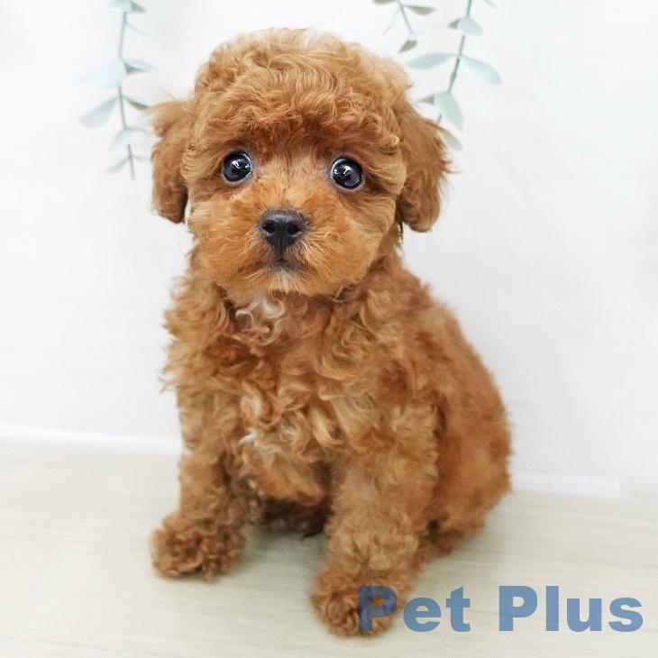 トイ・プードルの写真2