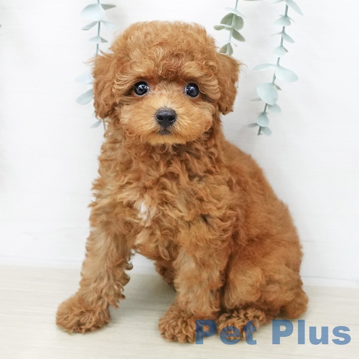 トイ・プードル