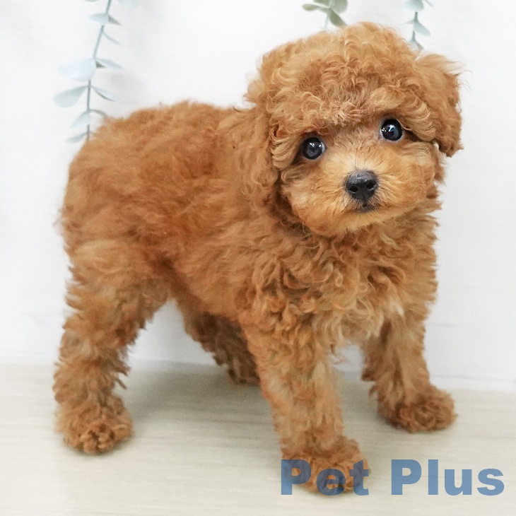 トイ・プードルの写真2