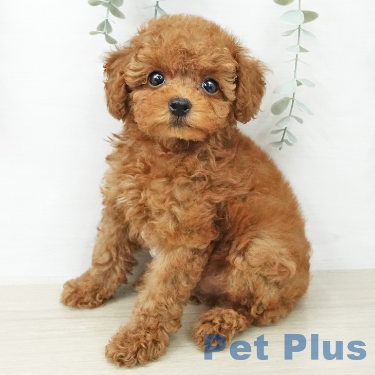 トイ・プードル