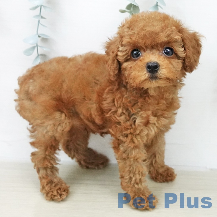 トイ・プードルの写真2