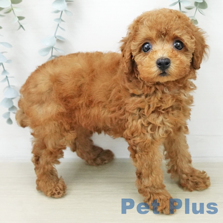 トイ・プードルの写真2