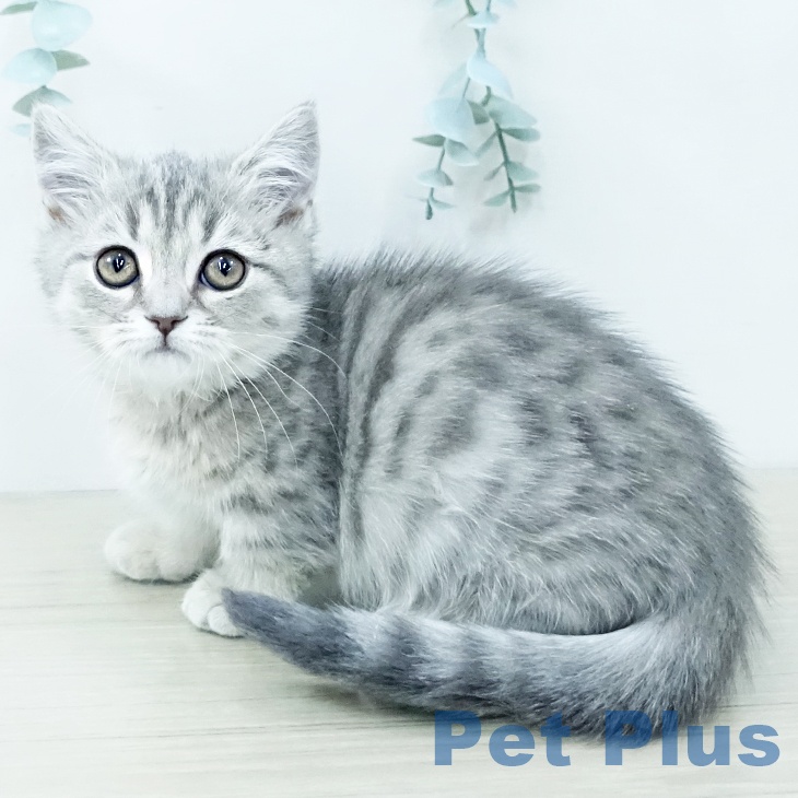 マンチカンの写真2