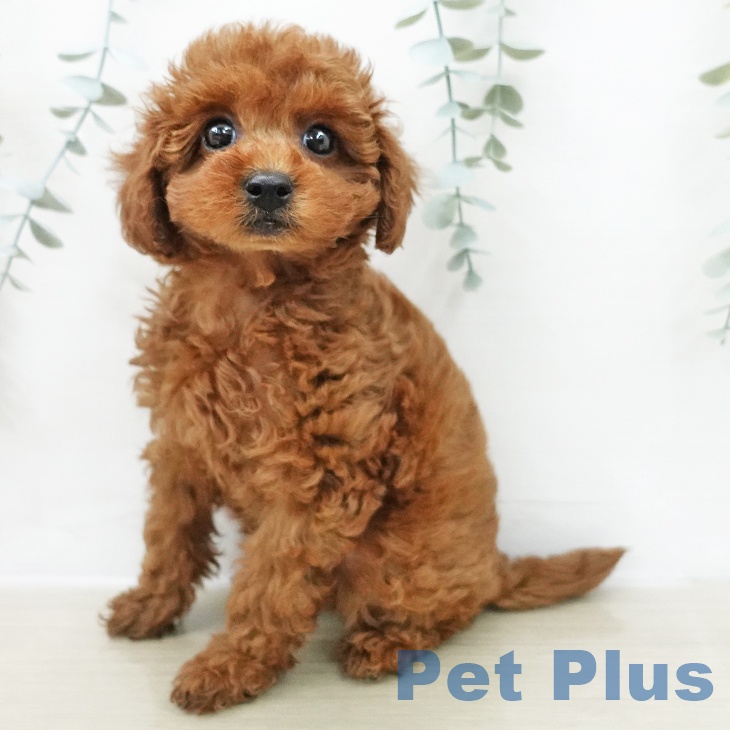 トイ・プードル