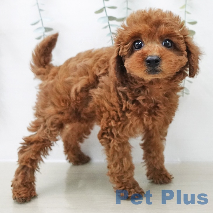 トイ・プードルの写真2