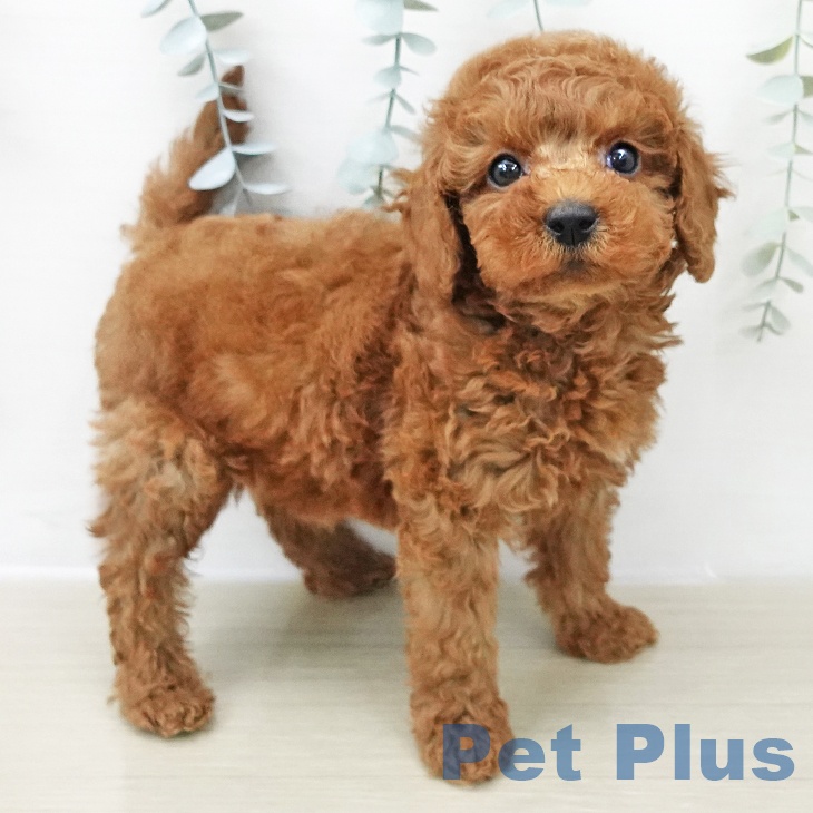 トイ・プードル