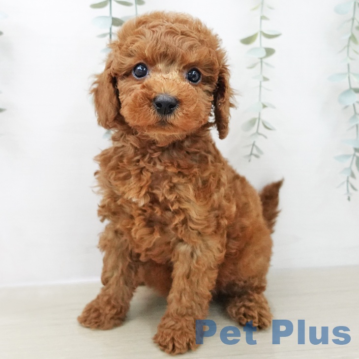 トイ・プードルの写真2