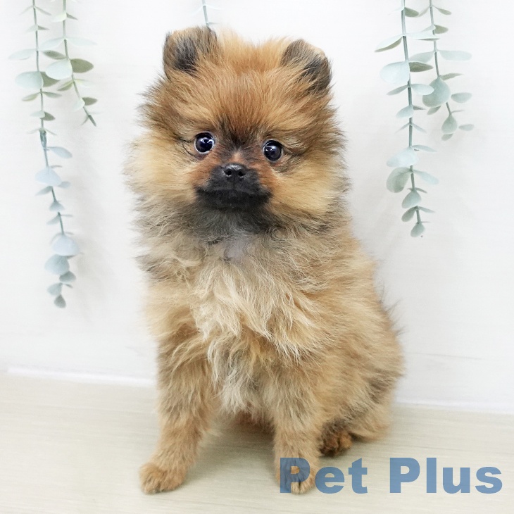 ポメラニアンの写真2
