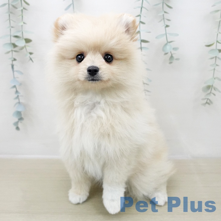 ポメラニアンの写真2