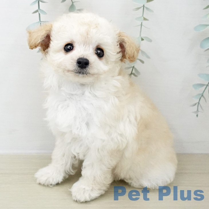 トイ・プードル