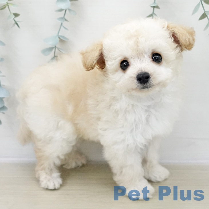 トイ・プードルの写真2