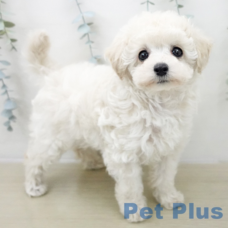 トイ・プードル