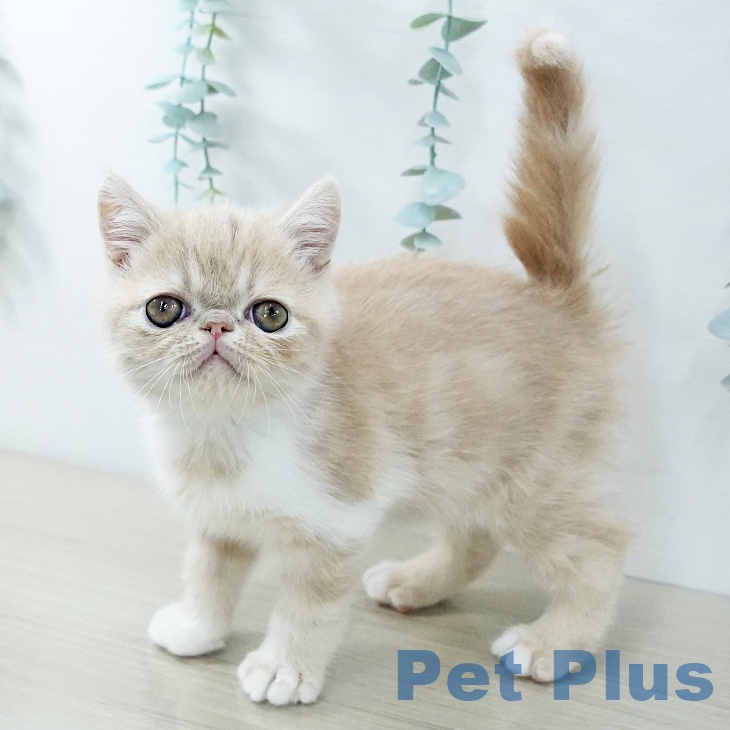 エキゾチックの写真2