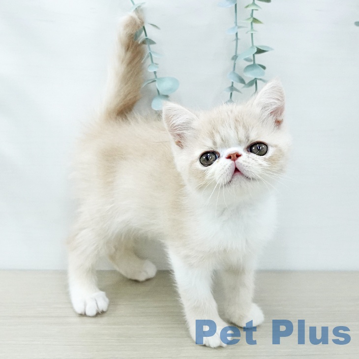 エキゾチックの写真2