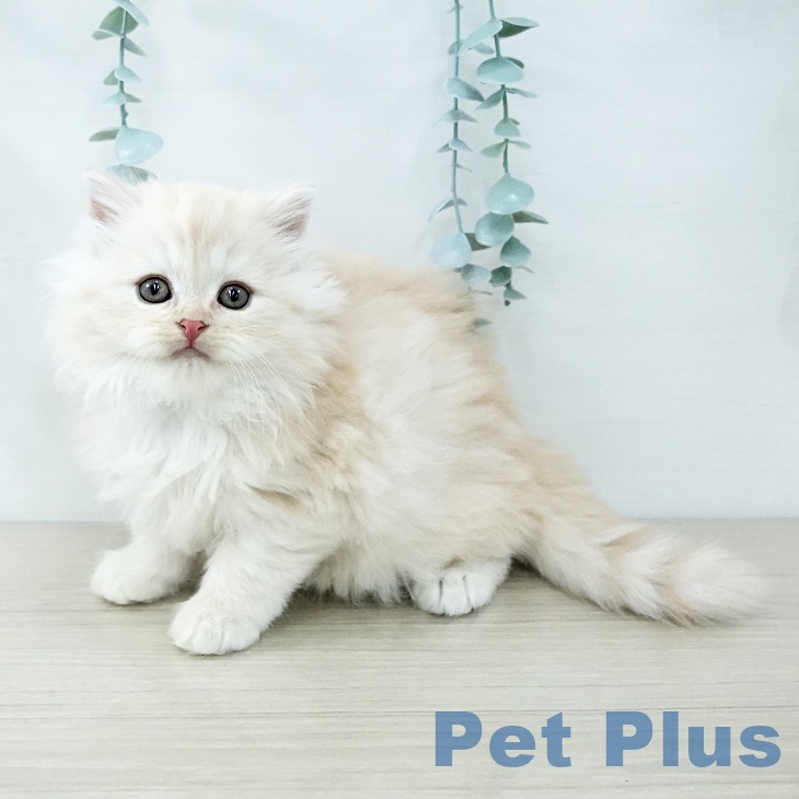 スコティッシュフォールド