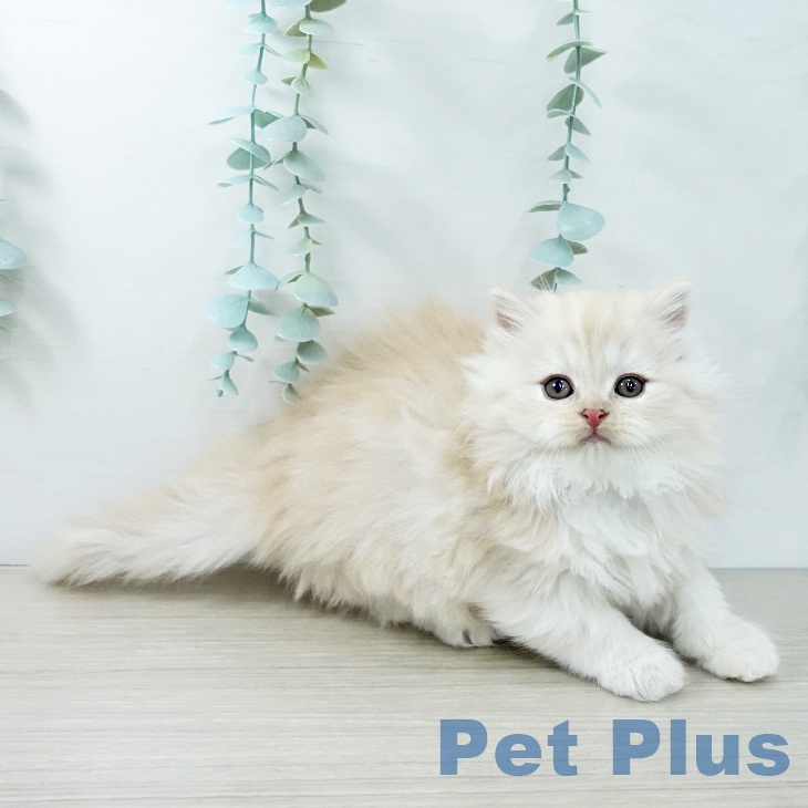 スコティッシュフォールドの写真2