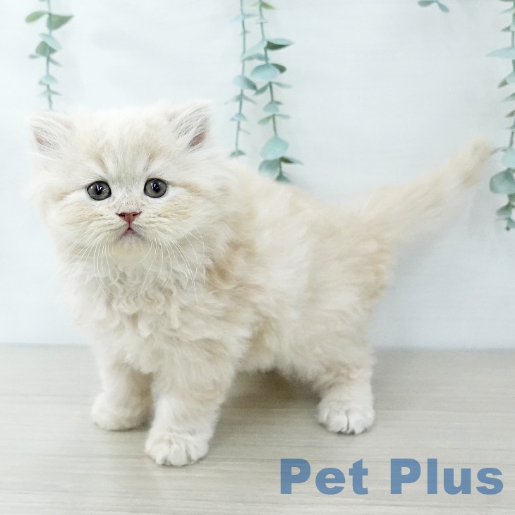 スコティッシュフォールド