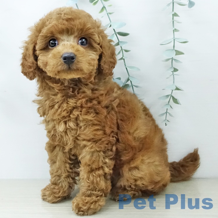 トイ・プードルの写真2