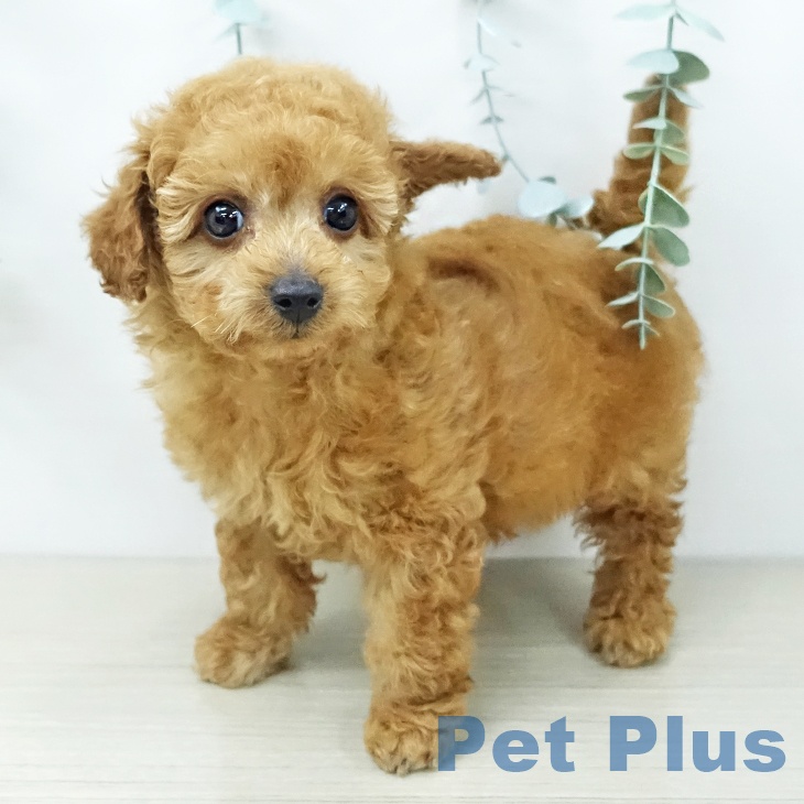 トイ・プードル