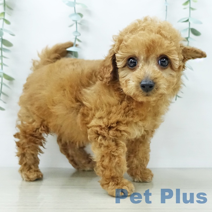 トイ・プードルの写真2