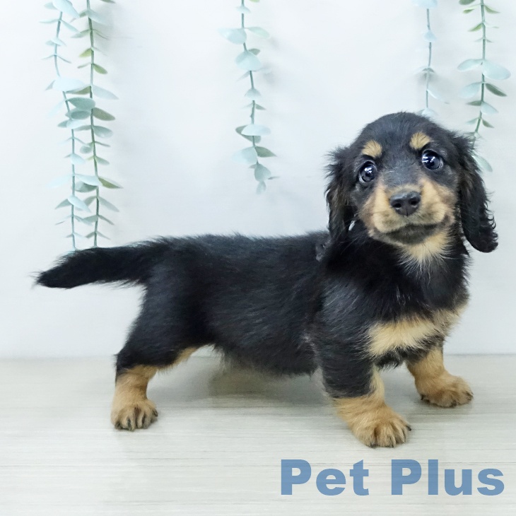 ミニチュア・ダックスフンド