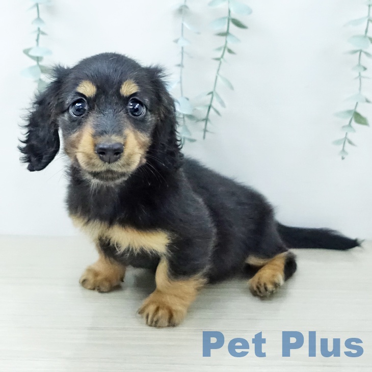 ミニチュア・ダックスフンドの写真2