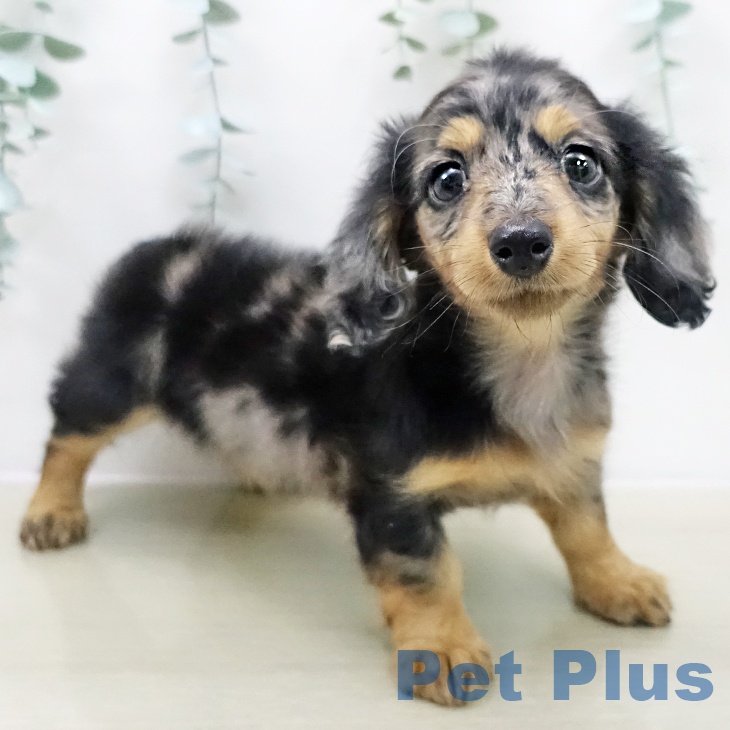 ミニチュア・ダックスフンド