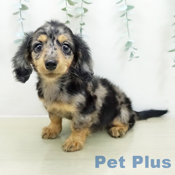 ミニチュア・ダックスフンドの写真2