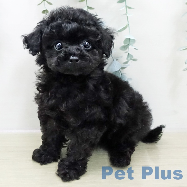 トイ・プードル