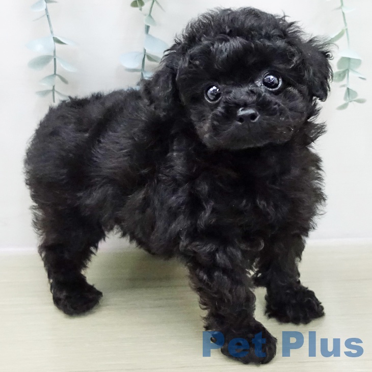 トイ・プードルの写真2