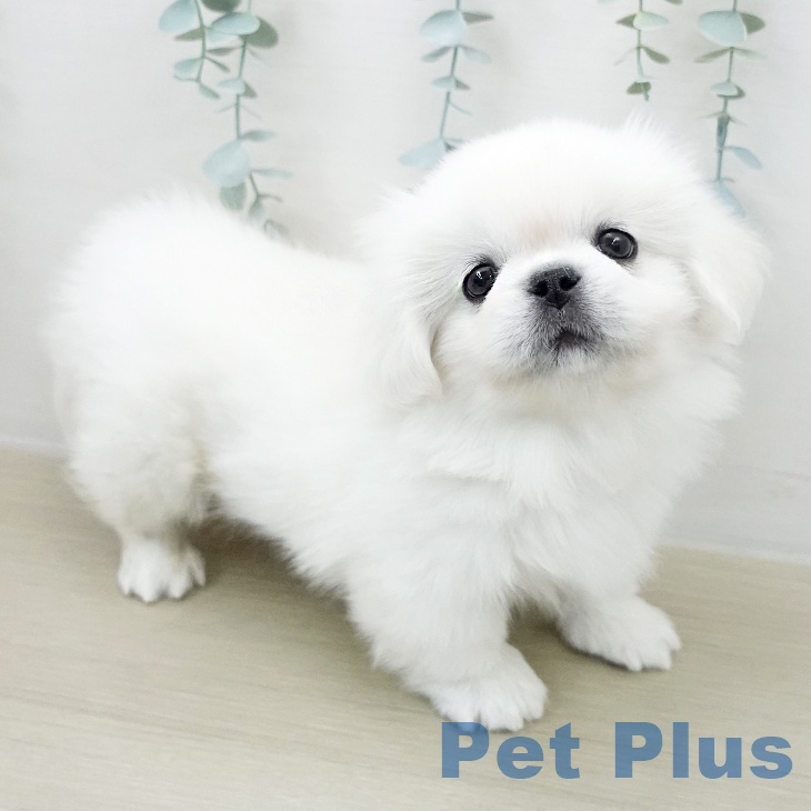 ペキニーズの写真2