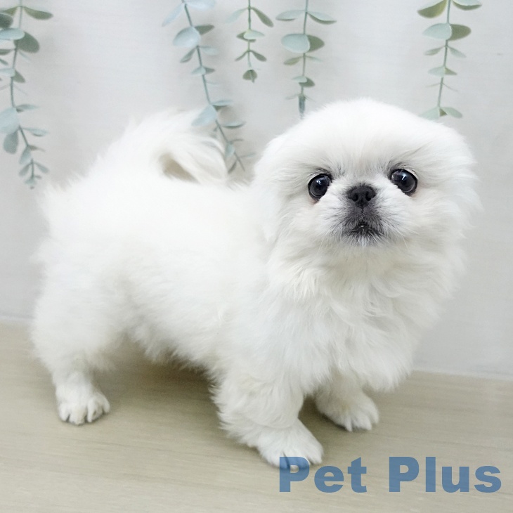 ペキニーズの写真2