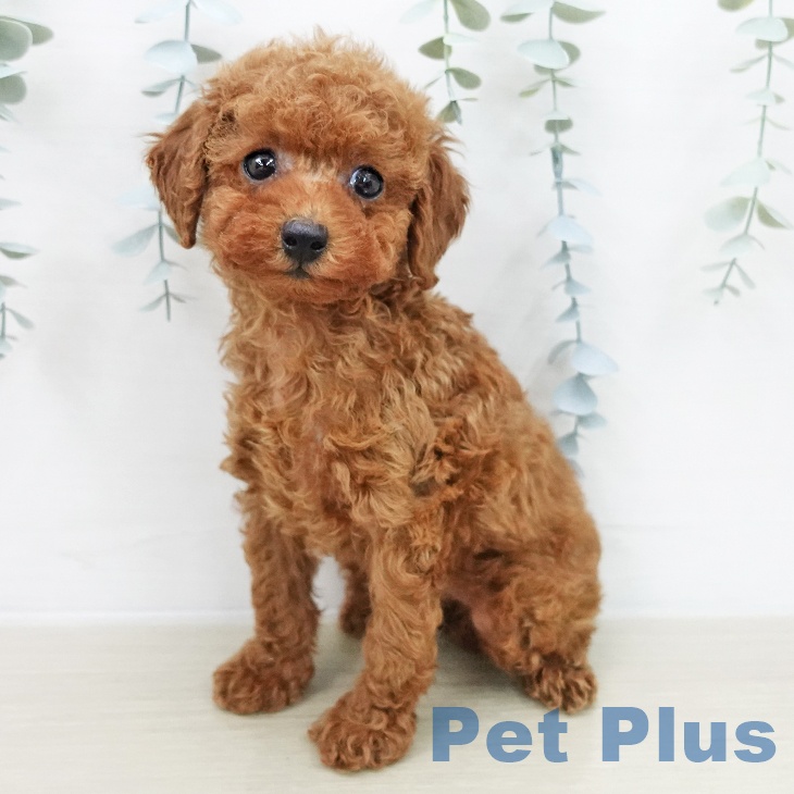 トイ・プードルの写真2