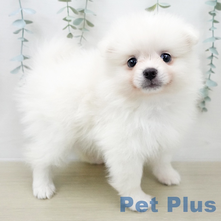 ポメラニアンの写真2
