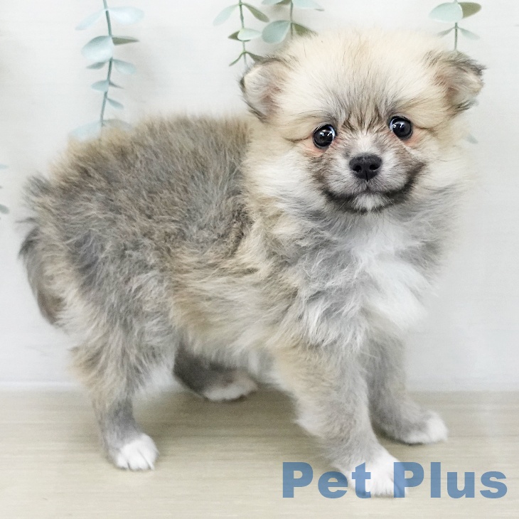ポメラニアンの写真2