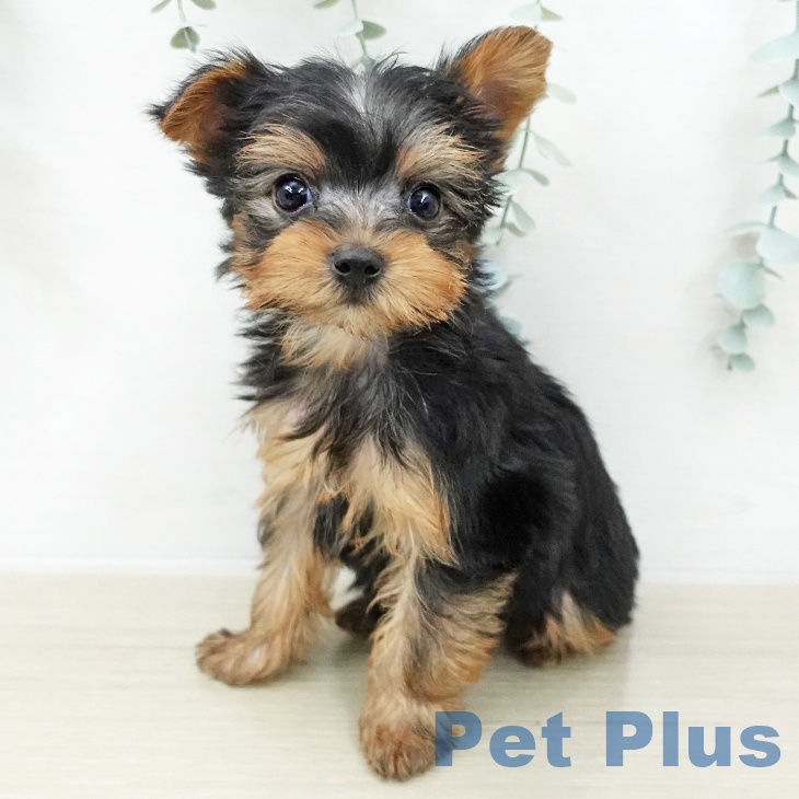 ヨークシャー・テリア