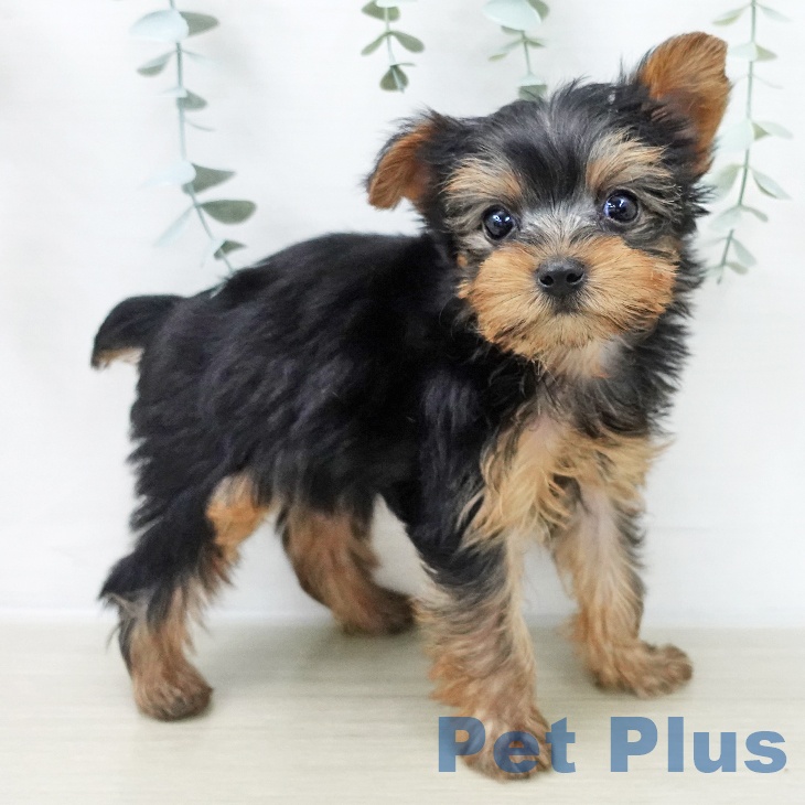 ヨークシャー・テリアの写真2