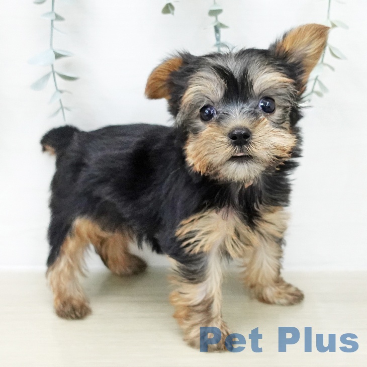 ヨークシャー・テリアの写真2