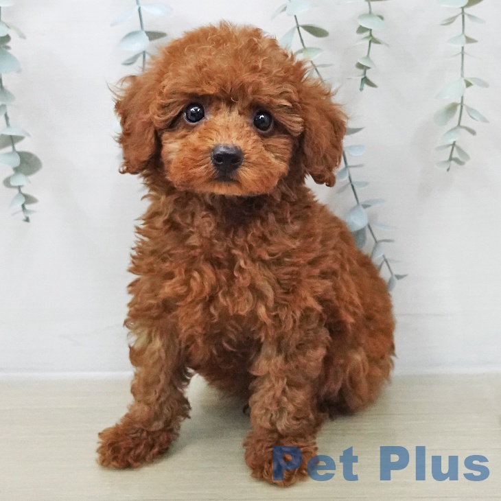 トイ・プードル